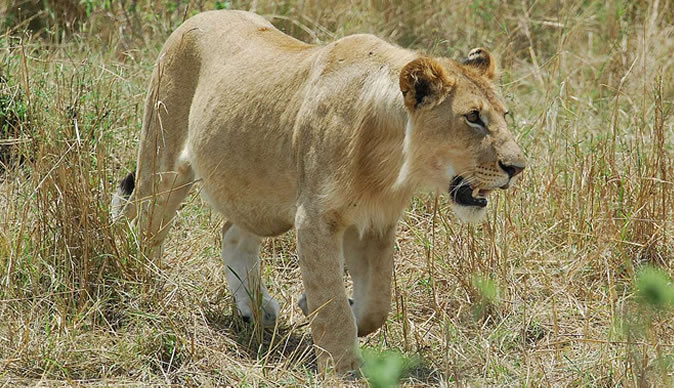 Lion on the loose in South Africa