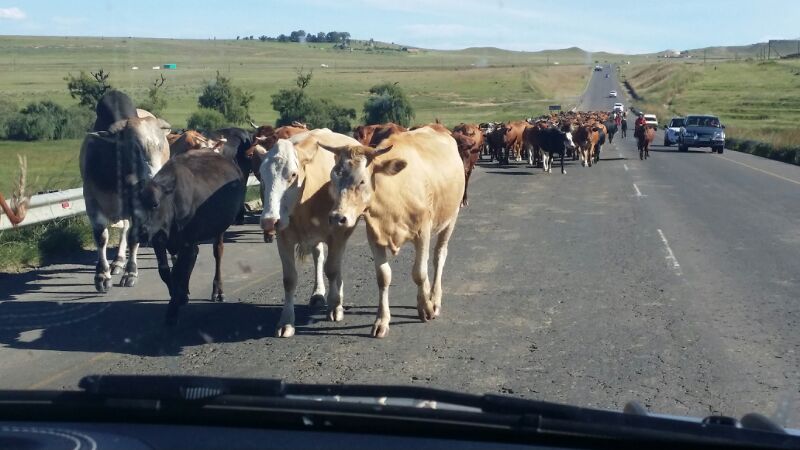 Stray Cattle On Highway To Attract $20 Fine