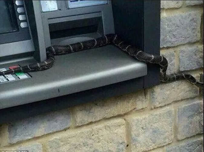 Snake Withdraws Money At an ATM