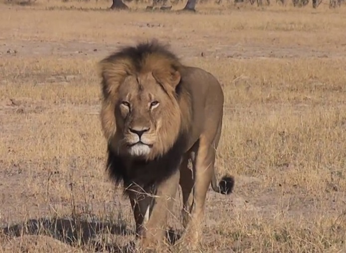 Cecil The Lion Generates Millions