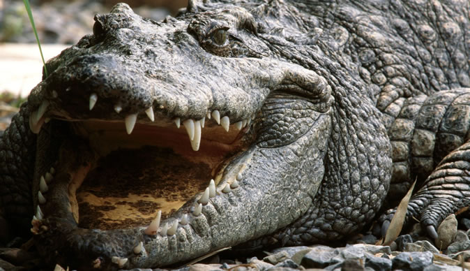 Man eating crocodiles 'let loose' in village
