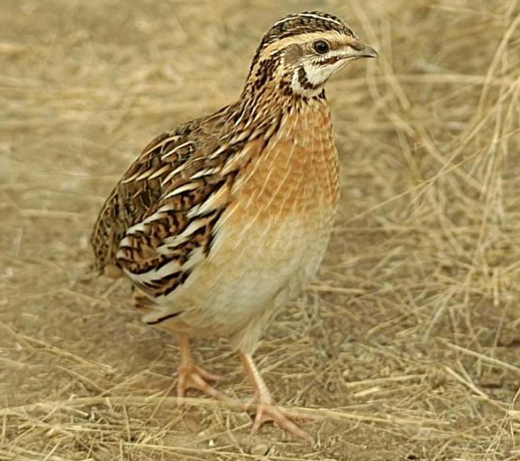 Govt Never Banned Quail Birds:VP