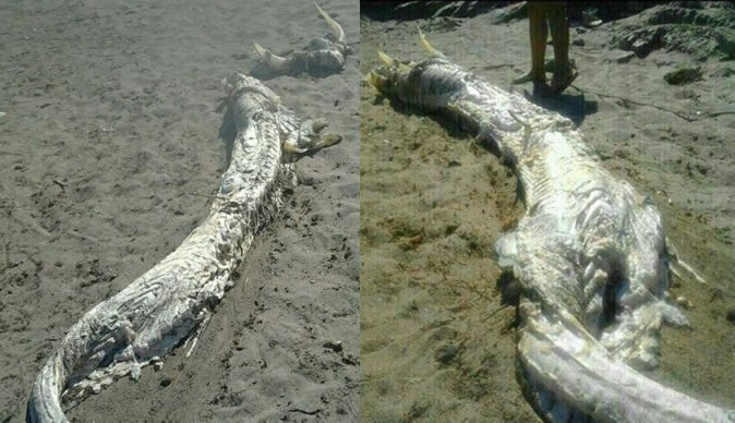 Horned 'monster' found on Spanish beach