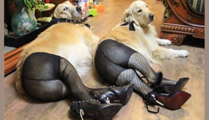 Chinese dogs getting dressed in pantyhose and high heels