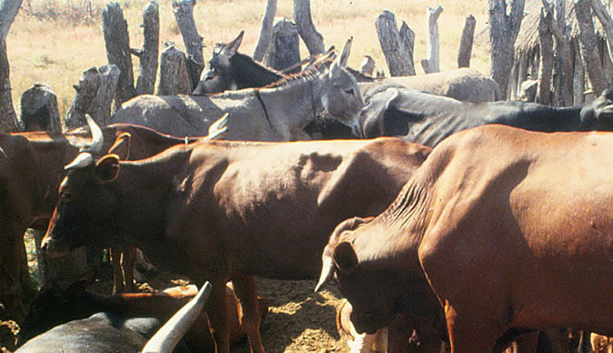 School demanding cattle as payment for school fees