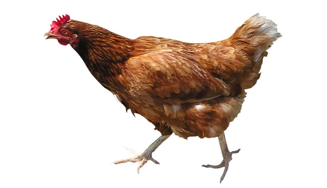 Women use chickens to smuggle drugs