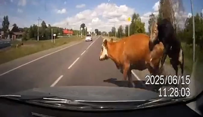 Driver crashes car into mating cattle