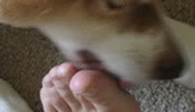 Man wakes up to find pet dog has eaten his toes