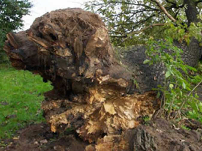 Workmen stunned by tree that looks like dog