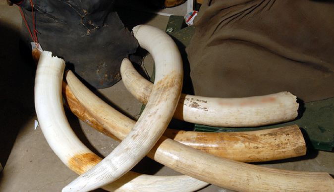 3 men arrested for possession of elephant tusks and rhino horns