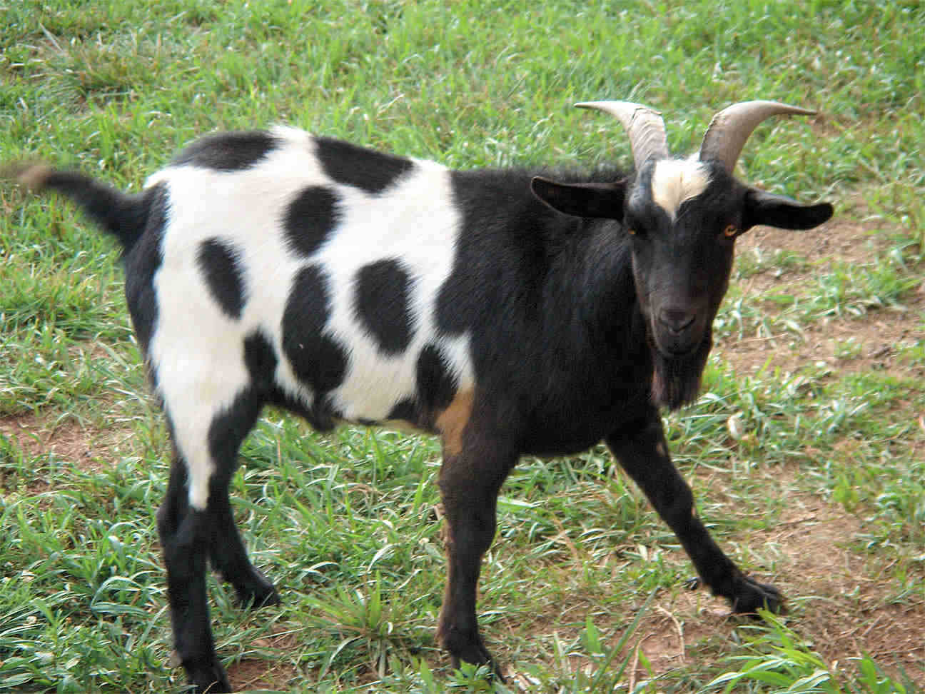 Man Rapes Goat to Death in Church