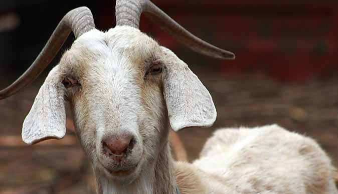 Man banned from every farm in the UK after sex with goat