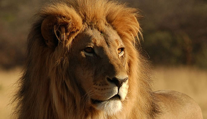 Canadian volunteer attacked by lion in SA