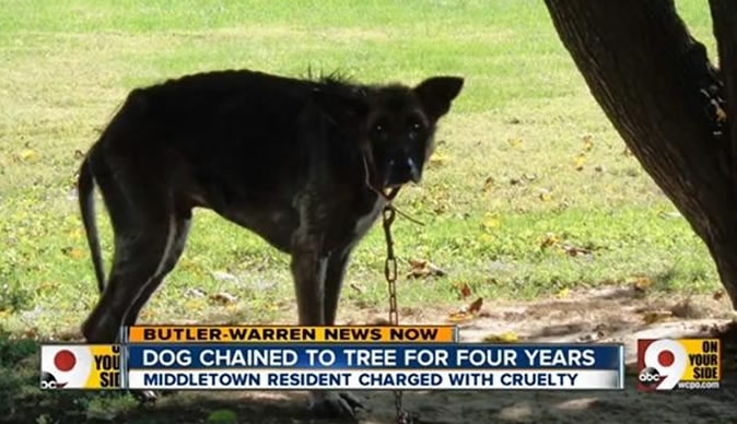 Man leaves starving, flea-infested dog tied to a tree for four years 