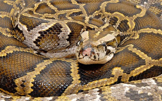 Man Dies Mysteriously After Killing Python