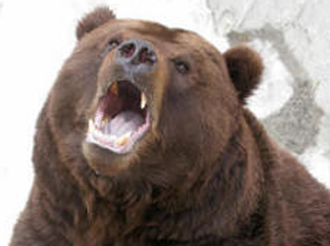80-year-old man survives fight with angry bear