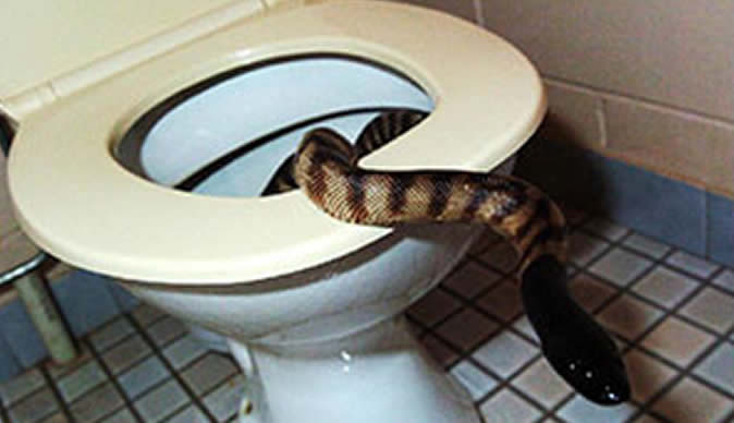 Snake bites man's penis while he sits on the toilet
