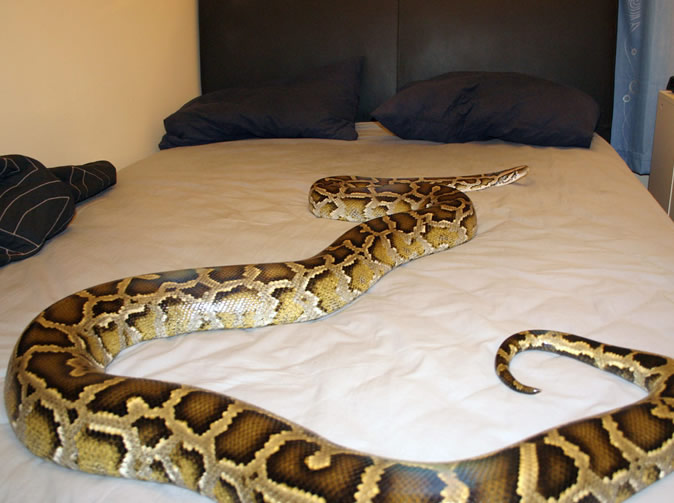 Miraculous snake turns family's bedroom into its habitant, family moves to other rooms