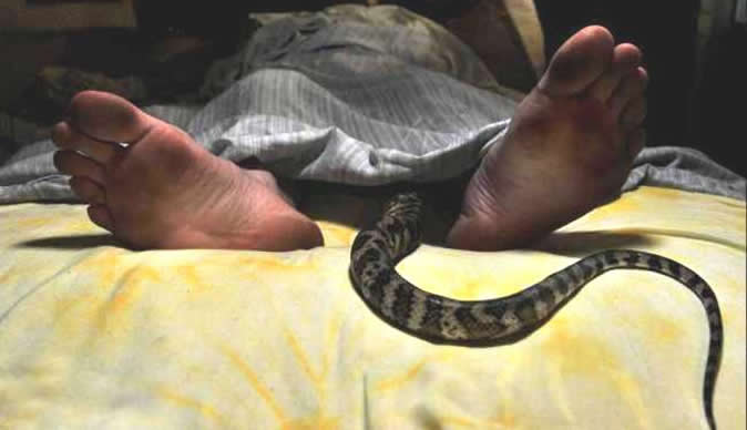 Man orders wife to sleep with a snake