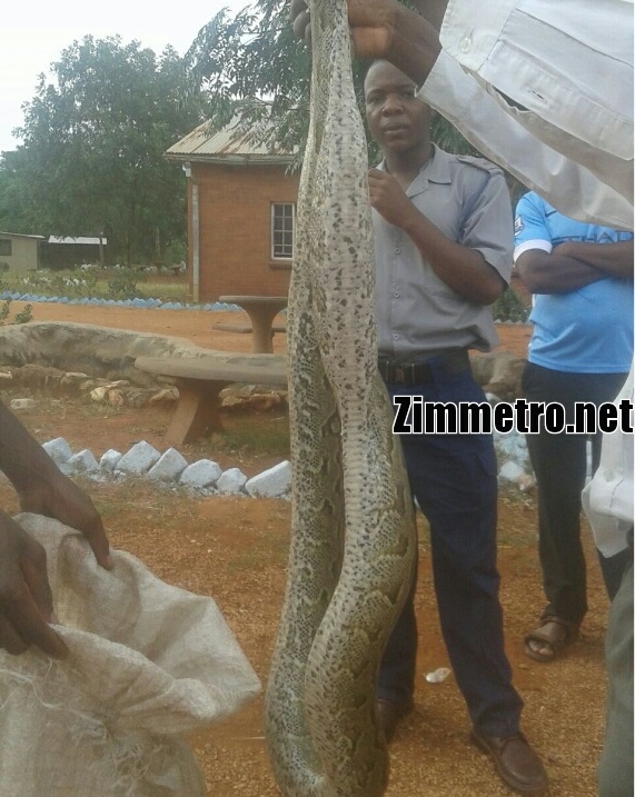 Police Threatened With Baboon For Killing Snake