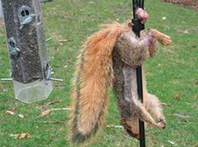 French bank capitalises on squirrel's pain