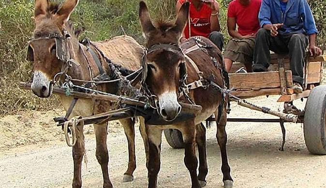 Doctor fined over person and donkey's death