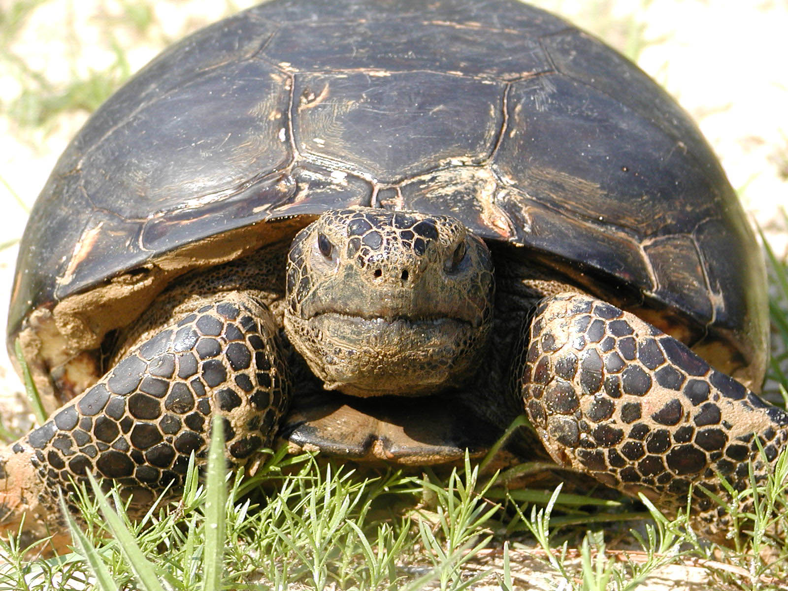 Tortoise breeder accused of witchcraft